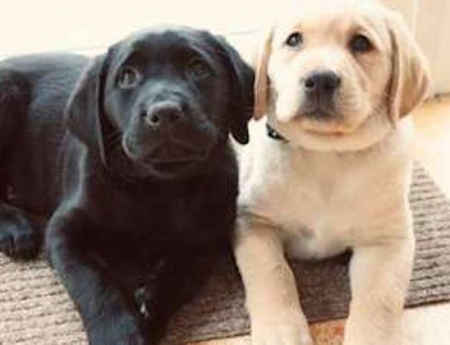 Irish Guide Dogs for the Blind